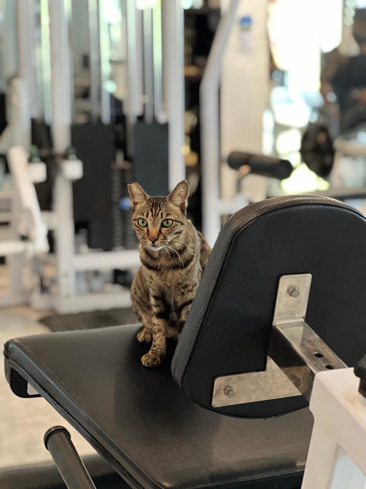 Tropica Gili Total Body Fit - Free Access Gym And Coworking Space Τζίλι Τραγουανγκάν Εξωτερικό φωτογραφία